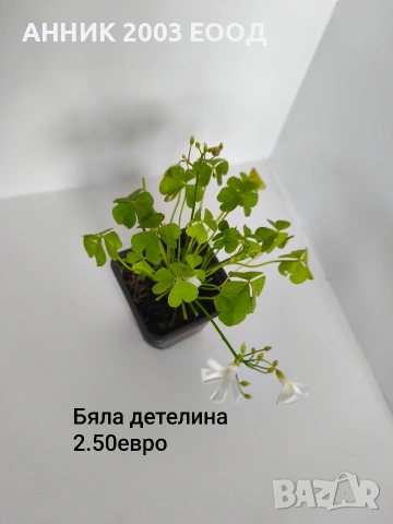 Градински цветя , снимка 17 - Градински цветя и растения - 55055236