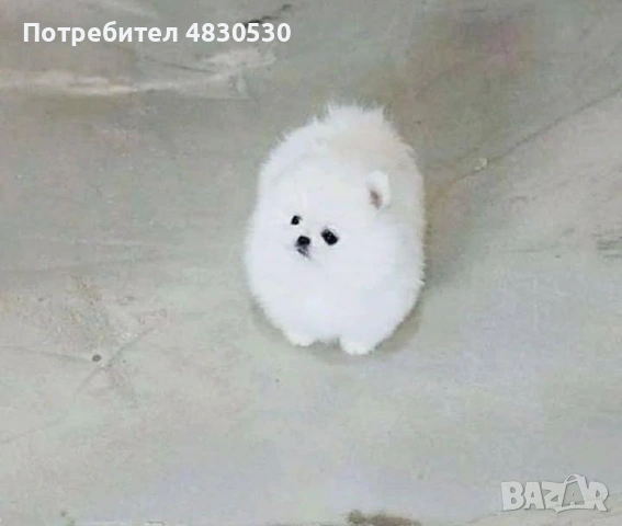 Померан момче и момиче, снимка 4 - Померан - 54671365
