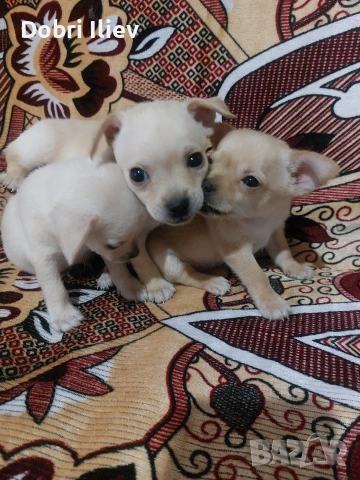 Продават се Чихупинчери