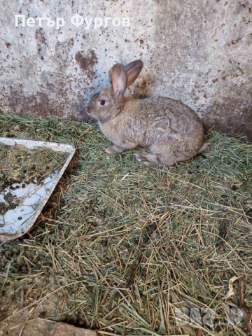 Продавам 2  зайчета  женски