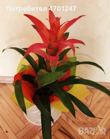 Декоративно цвете Гузмания, снимка 2 - Стайни растения - 53981816