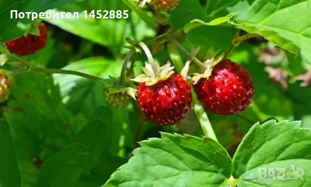 Сладко от зуници, снимка 2 - Домашни продукти - 55368015