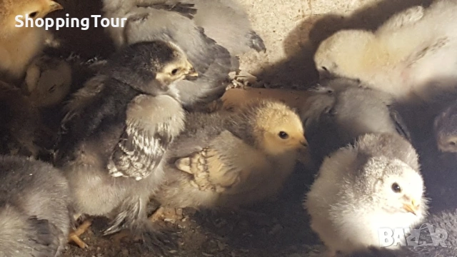 пилета Брами различни разцветки, снимка 5 - Кокошки и пуйки - 54263261