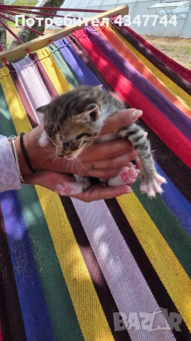 Подарявам три малки котенца. , снимка 4 - Други - 54358034