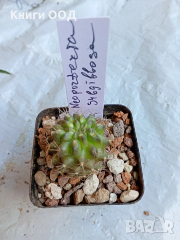 Кактус Neoporteria subgibbosa -5.5 см. саксия N2