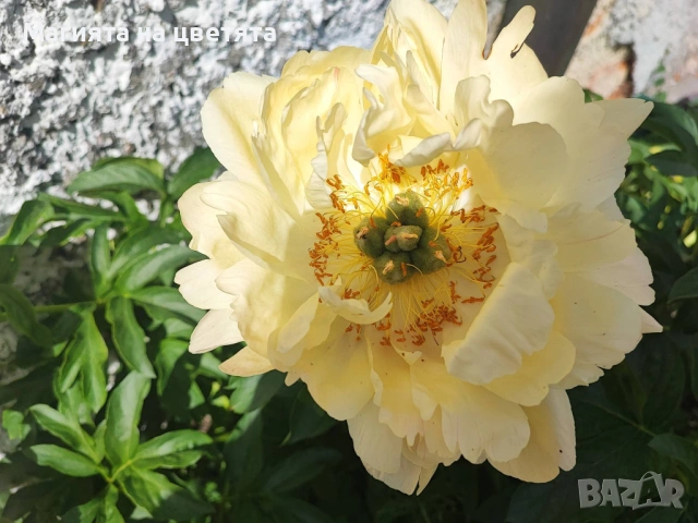 Божур Коралов залез с променящи се цветове, снимка 7 - Градински цветя и растения - 54137685