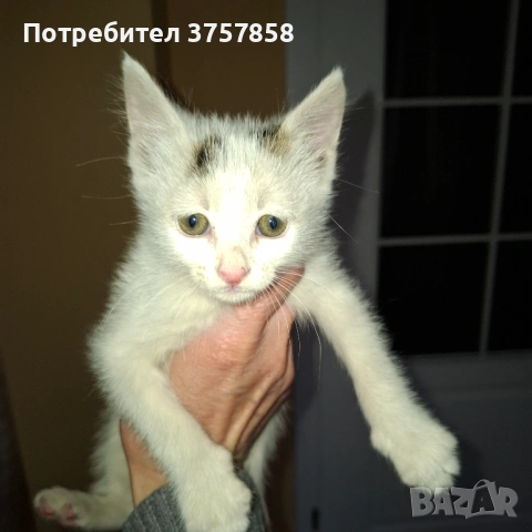  Мъжко коте, снимка 3 - Други - 54383344