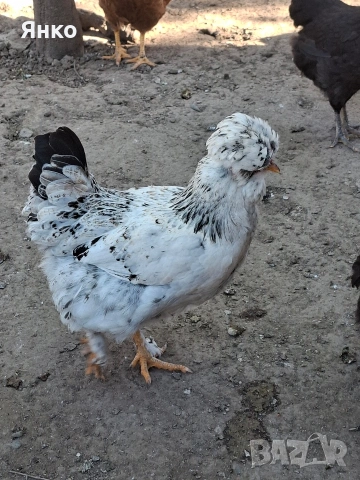 Оплодени яйца, снимка 2 - Кокошки и пуйки - 54326017