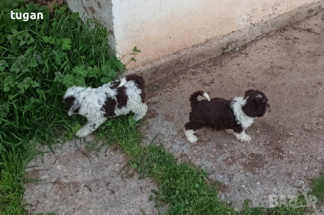 Бебета Лагото Романьоло / Lagotto Romagnolo