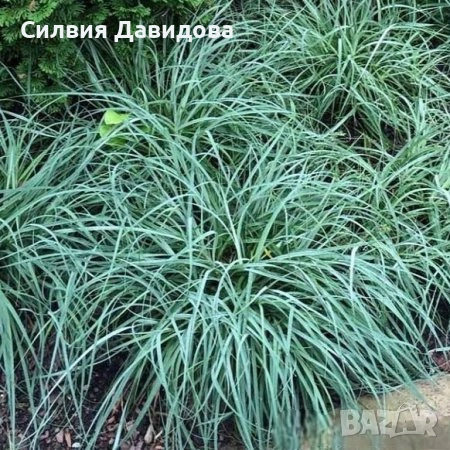 Син карекс , снимка 3 - Градински цветя и растения - 54008160