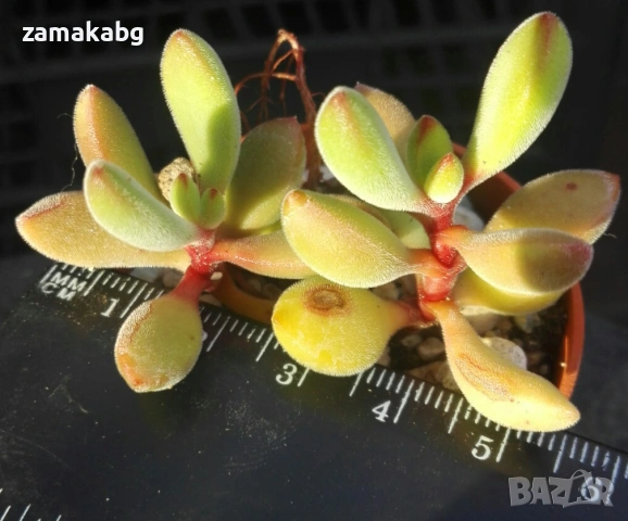Красула (Crassula rogersii), сукулентно растение