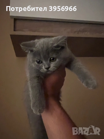 Продавам британска котка