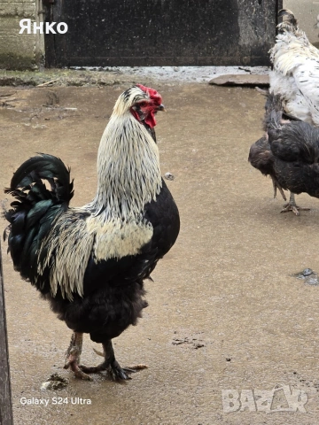 Разплодни яйца, снимка 11 - Кокошки и пуйки - 54241961