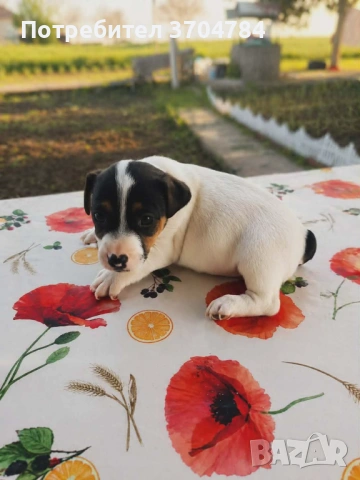 Продавам джак ръсел 