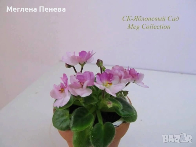 Предлагам мини сортови сентполии, снимка 4 - Стайни растения - 54676194