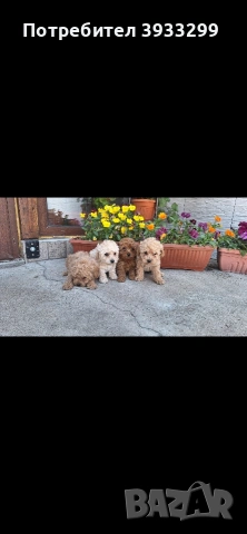 Той пудел Той пуделчета, снимка 7 - Пудели - 54361504