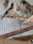 Продавам амадини, снимка 2