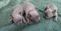 Продавам френски булдочета , снимка 4