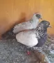 Продавам дацкифазанови, снимка 1
