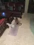 този маник си търси дом , снимка 4
