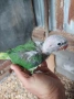 Голям Александра бебе, снимка 2
