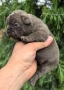 Френски булдог/French Bulldog , снимка 9