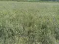 Бали люцерна. ечемичена слама със зърно , снимка 1