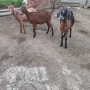 продавам 10 овце овен 3кози, снимка 8