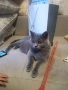 Шотландски и британски котета, снимка 2