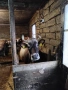 Продавам крава, снимка 5