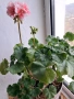 Пеларгониум зонале(Моловка праскова), снимка 2