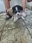 Подарявам малки кученца, снимка 2