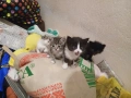 Малки котки, снимка 3