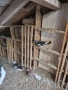 Продавам  4 млади  пазарджишки , снимка 4