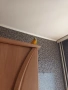 Пойни мъжки папагали , снимка 10