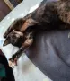 Бездомно женско коте, снимка 8