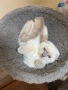 Шотландски късокосмести котки, снимка 8