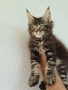 Коте Мейн Кун , снимка 1