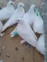 Бели мардини и жълти типлери, снимка 1