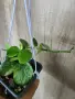 Хоя AFF. Biakensis, снимка 3