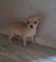 чихуахуа момиченца, снимка 6