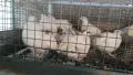  Пъдпъдъчи яйца за люпене, снимка 5