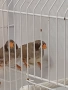 Продава се джъмбо амадини 2 мъжки, снимка 5