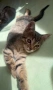 Подарявам малки котенце с хиг. навици, снимка 2