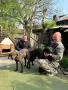 Продават се Плотхауди, снимка 1