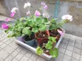 Мушкато различни цветове от 1 € , 1.50 € , 2 € , 2.50 €, снимка 1
