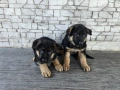 Немски овчарки , снимка 13