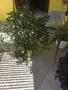 Красула / Дървото на живота , снимка 3
