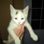  Мъжко коте, снимка 3