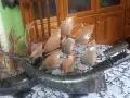 Платноходи от кост., снимка 1